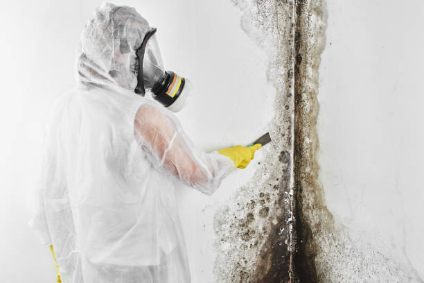 Reliable Liberty, PA Mold Remediation Solutions