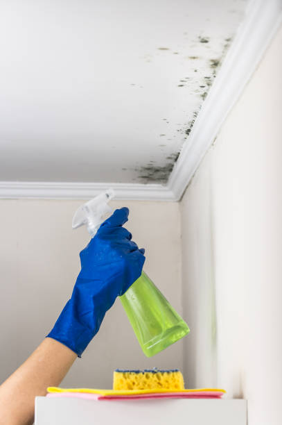 Best Kitchen Mold Remediation in Liberty, PA